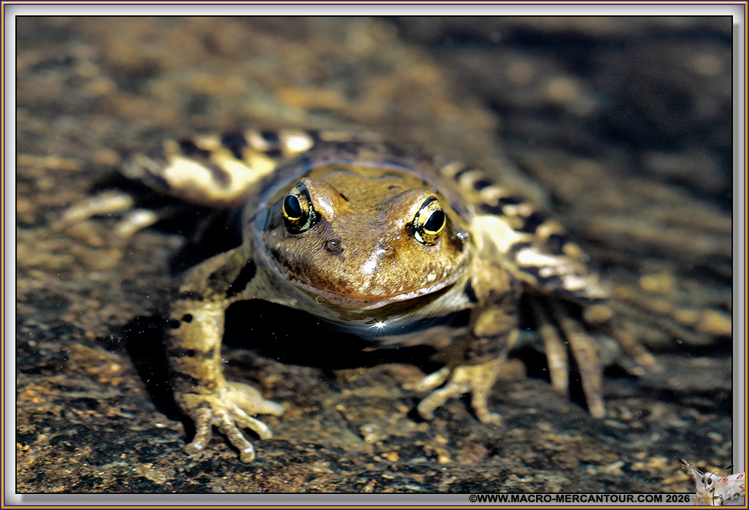 GRENOUILLE